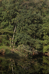 A forest with reflection in the water of a pond