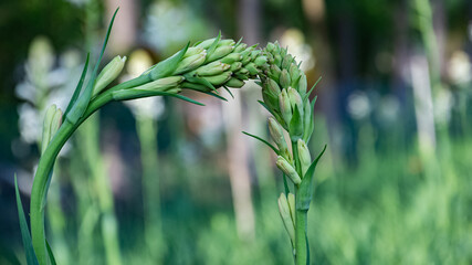 White tuberose (sampangi) flower in nature background