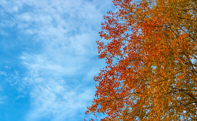 Autumn background with coloful leaves and blue sky with white clouds 