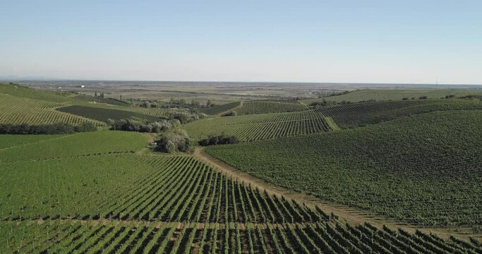 Aerial view: Amazing flying over the grape fields. 4k