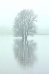 A tree standing in a flooded meadow on a misty morning