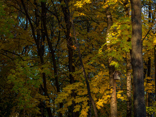 golden autumn, yellow foliage, autumn forest, autumn trees, urban