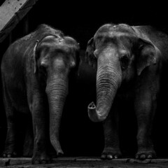 Fototapeta premium Elefanti dello zoo di Berlino