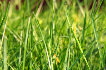 lawn. green grass in the wind. background of green grass