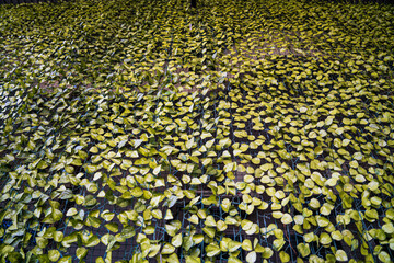 synthetic plant background