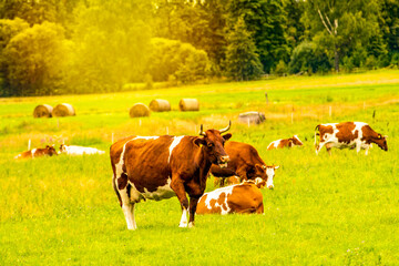 Naklejka premium Dairy cow herd