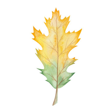 Watercolor illustration hand painted tree maple leaf in autumn yellow, green colors isolated on white. Forest foliage clip art elements for fall season fabric textile, design postcards, poster