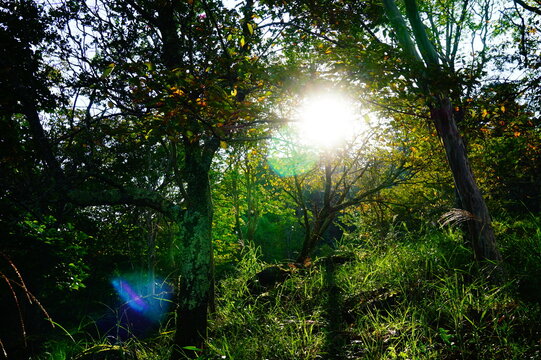 Ritsuunkyo in the early morning with beautiful greenery, Wadayama town, Asago City, Hyogo Prefecture, Japan