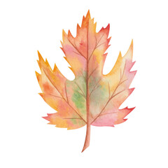 Watercolor illustration hand painted tree maple leaf in autumn red, orange, yellow colors isolated on white. Forest foliage clip art elements for fall season fabric textile, design postcards, poster