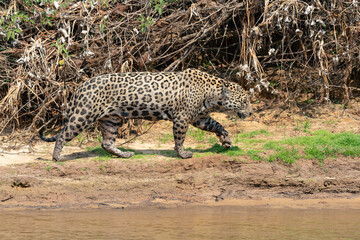 Fototapeta na wymiar Jaguar at the river side