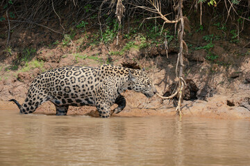 Jaguar at the river side