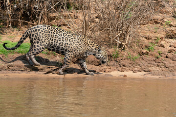 Jaguar at the river side