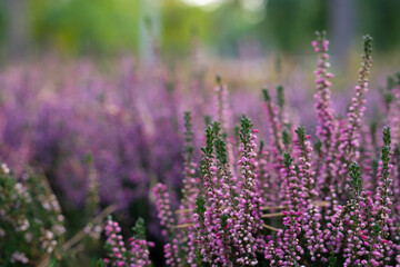 Calluna vulgaris (known as common heather, ling, or simply heather). Bright colorful autumnal background. Filled full frame picture. Diversity of plants in city flowerpot. Heather of various species.