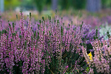 Calluna vulgaris (known as common heather, ling, or simply heather). Bright colorful autumnal background. Filled full frame picture. Diversity of plants in city flowerpot. Heather of various species.