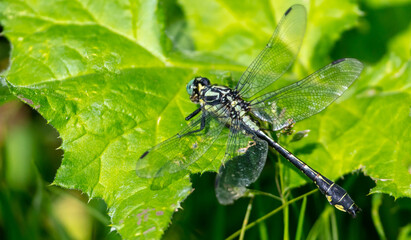 Dragonfly on a green leaf outdoors in summer.