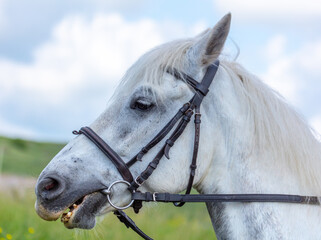 Portrait of a white horse against the background of  sky.