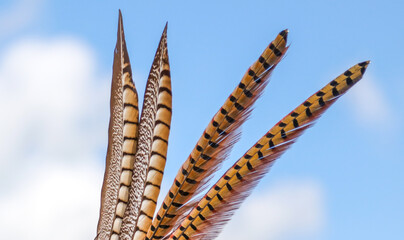 Beautiful feathers against the blue sky.