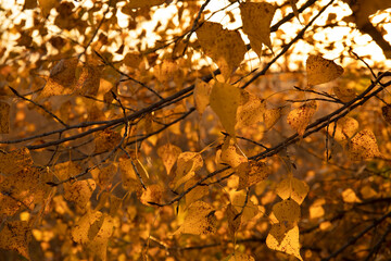 Yellow autumnal leaves background, golden birch tree foliage in bright sun shine