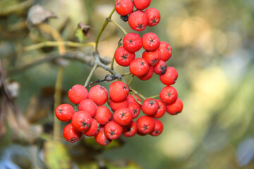 red rowan berries on a tree branch in the forest