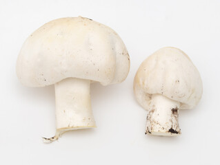 Champignon mushrooms on a white background.