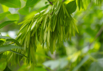 Spikelets on a green tree in summer.