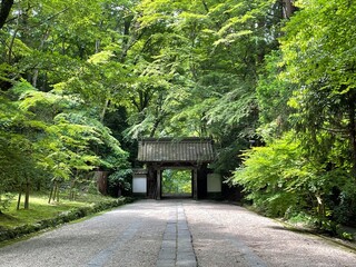 Fototapeta na wymiar 森の中の鳥居 temple
