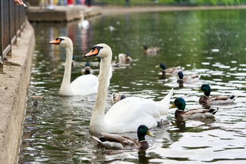 Obraz premium A white swan with a long neck and a red beak floats on the water
