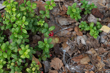 plant in the ground