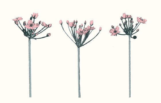 set of isolated flowers (Butomus umbellatus) - elegant grainy  graphic floral illustration 