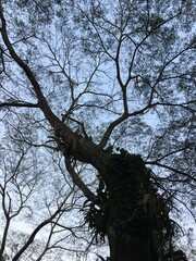 tree in the sky