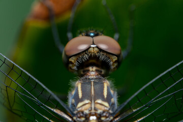 macro dragonfly