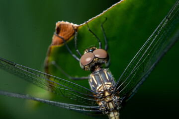 close up to dragonfly