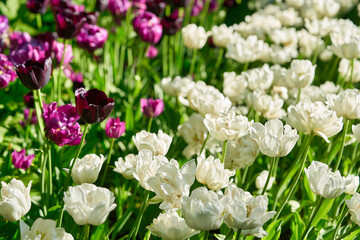 Bright flowers of tulips on a tulip field on a sunny morning
