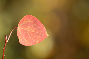 Colorful Aspen leaf in the fall