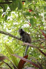 macaco mico no rio de janeiro