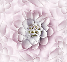 Beautiful  Pink dahlia flower. Floral background. Closeup. Nature