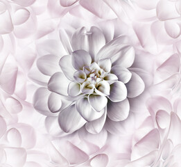 Light Pink dahlia flower. Floral background. Closeup. Nature.	