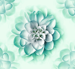 Turquoise  dahlia flower. Floral background. Closeup. Nature.	