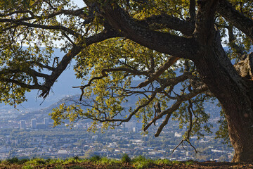 Oak and city of Grenoble. Perched on its hill, in a private pasture, the venerable Oak of Venon is 300 years old, 18 meters high and 5 meters circumference.