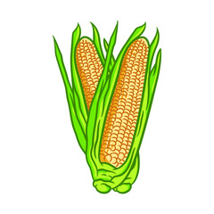 Corn fresh farm healthy food illustration