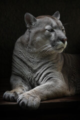 Proudly and contemptuously looks a beautiful female puma reclining,  background