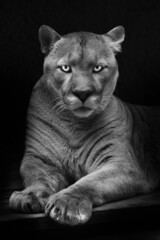 Dangerous and enchanting look of green eyes of a cougar noir black and white full face lying,...