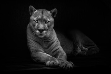 Lying cougar is looking at you dangerously and calmly, powerful and calm cat, black and white noir, background - 461740722