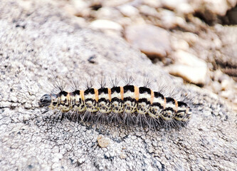 Single hairy caterpillar larva crawling on ground