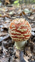 Amanita mushroom in the forest - vertical photo for social media. Poisonous cap in grass and dry leaves in autumn. Russian forest in October and September. young mushroom with soil on the cap
