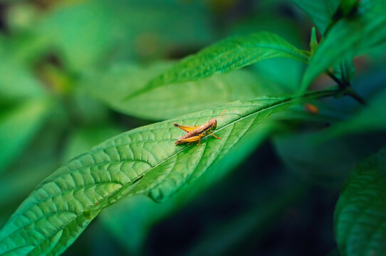 grasshopper