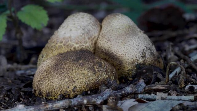 3 Common Earthball Fungi in Woodland