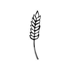 Doodle image of an ear of wheat. Hand drawn element for web design, stationery, poster, flyer, logo