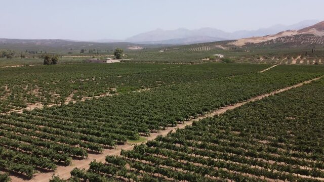 VIneyards and olive groves in the south of the island of Crete