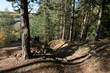 Forest in the hills, ravines